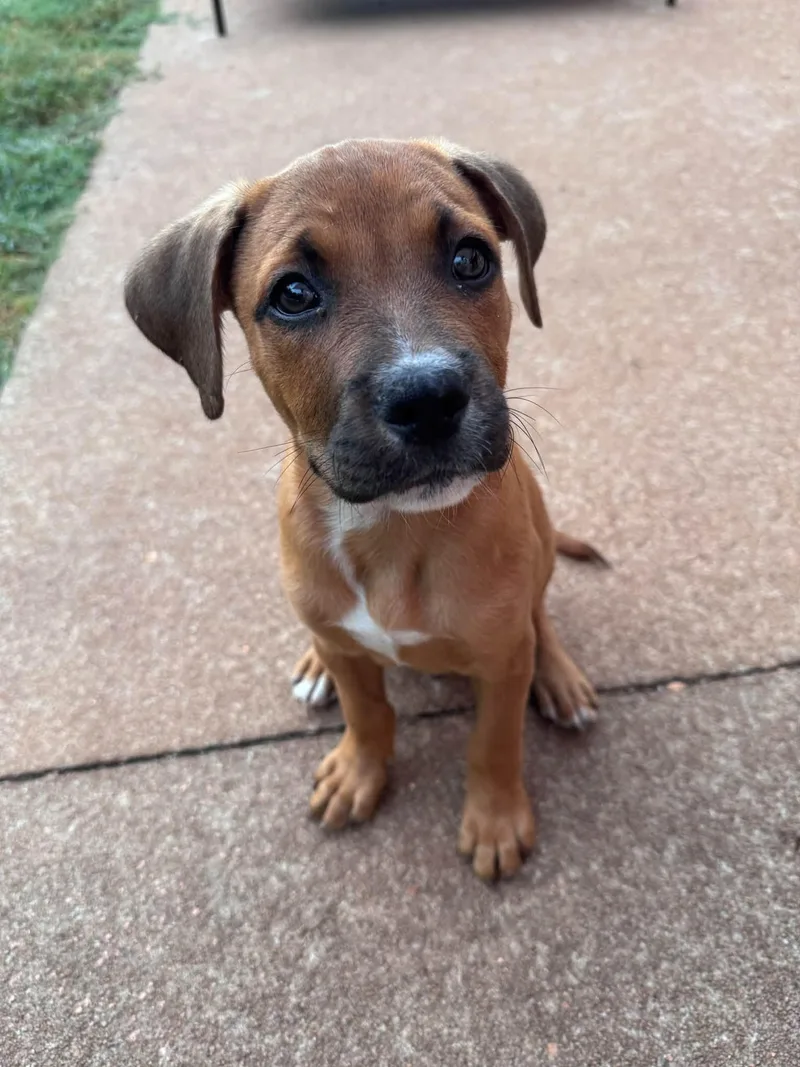 A young medium-sized male Hound dog named Big Chunk for adoption in Greenville, SC