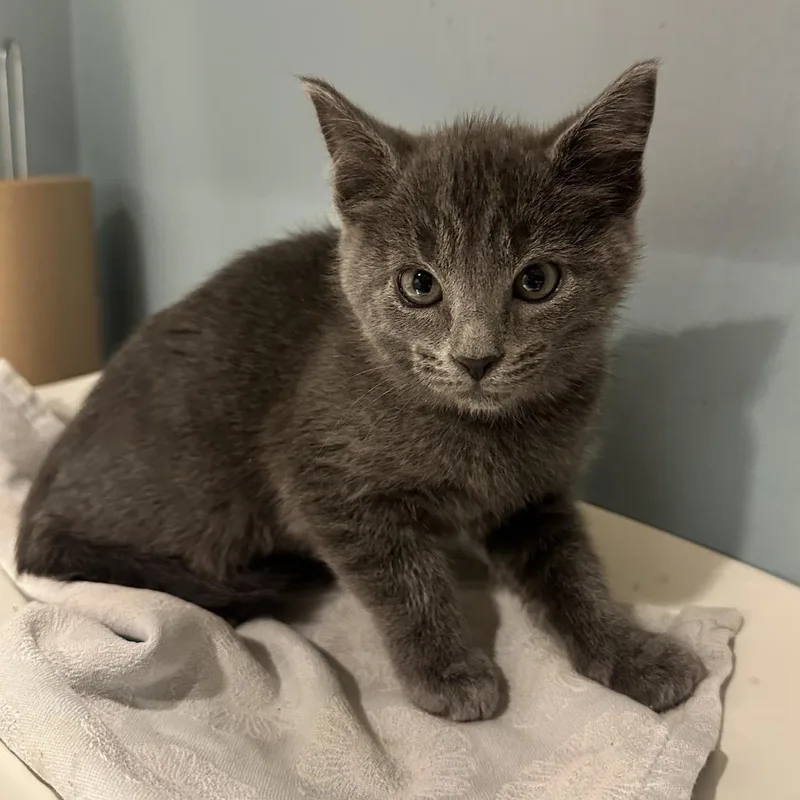 A baby small-sized female Gray / Blue / Silver Domestic Short Hair cat named Mozzarella for adoption in Chattanooga, TN