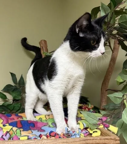 An adult medium-sized male Domestic Short Hair cat named Snoopy for adoption in Hastings, NE