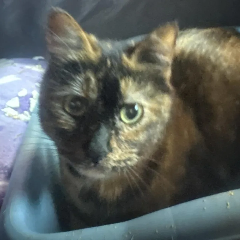 An adult medium-sized female Tortoiseshell Domestic Short Hair cat named Val for adoption in Greensboro, NC