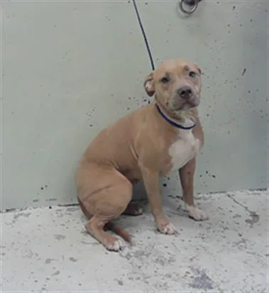 A young medium-sized female Staffordshire Bull Terrier dog named Fawnie for adoption in Houston, TX
