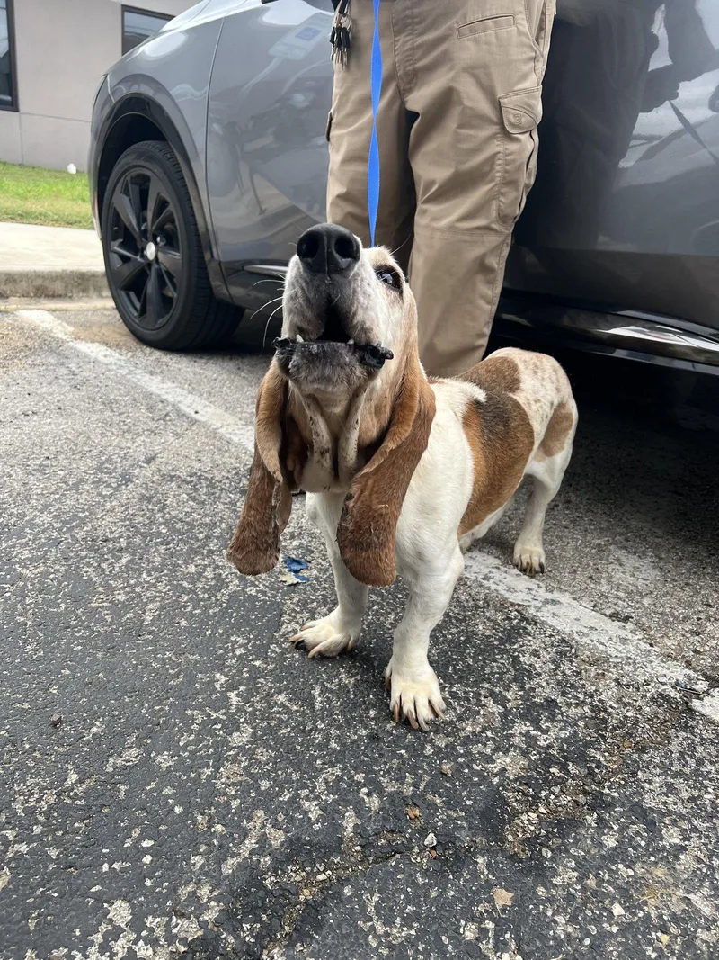 An adult large-sized male Basset Hound dog named Omar for adoption in Grapevine, TX