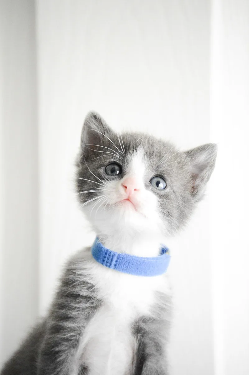 A baby medium-sized male Gray / Blue / Silver Domestic Short Hair cat named Joey Fatone for adoption in Fruit Heights, UT