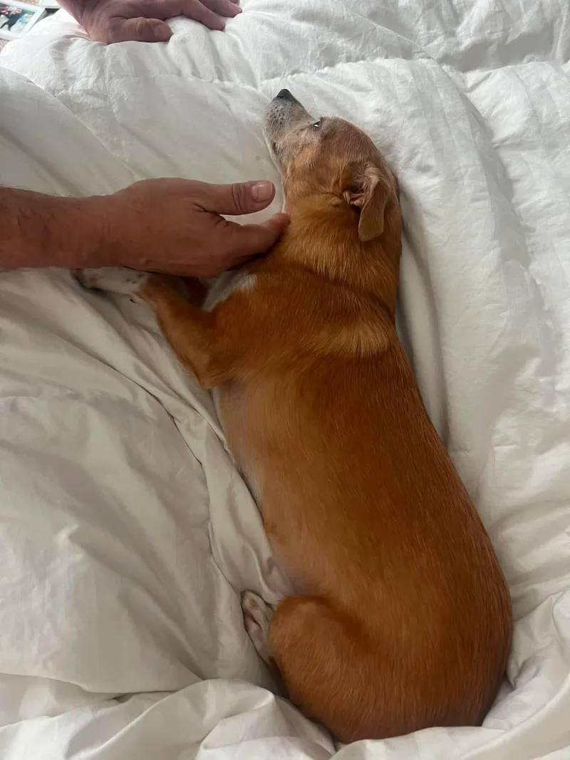 Taco