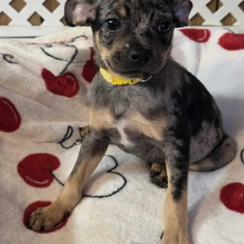 A baby small-sized female Merle (Blue) Mixed Breed dog named Yellow Moon for adoption in Toms River, NJ
