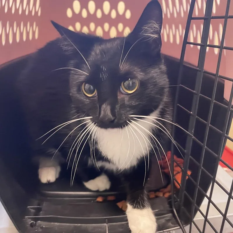 A young medium-sized female Black Domestic Short Hair cat named Galaxy for adoption in Pasadena, CA