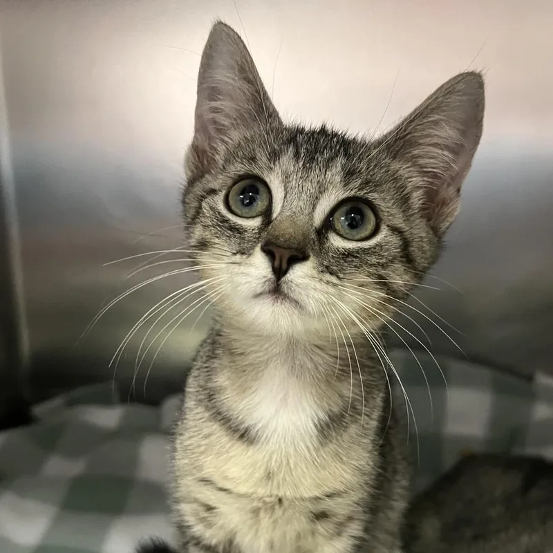 A baby small-sized female Brown / Chocolate Domestic Short Hair cat named Dani for adoption in Naples, FL