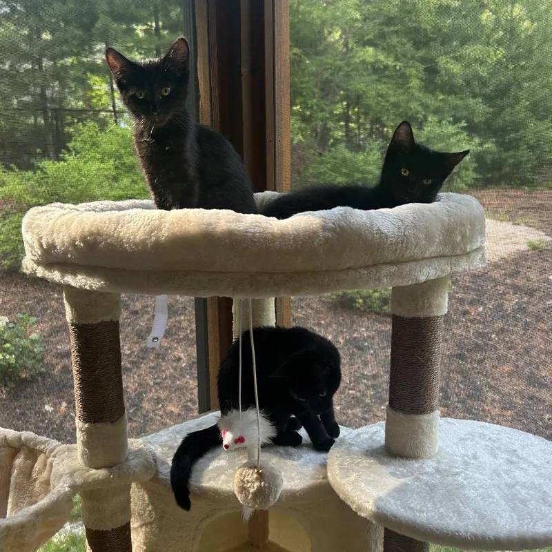 A baby small-sized female Black Domestic Short Hair cat named Flora for adoption in Hopkinton, MA