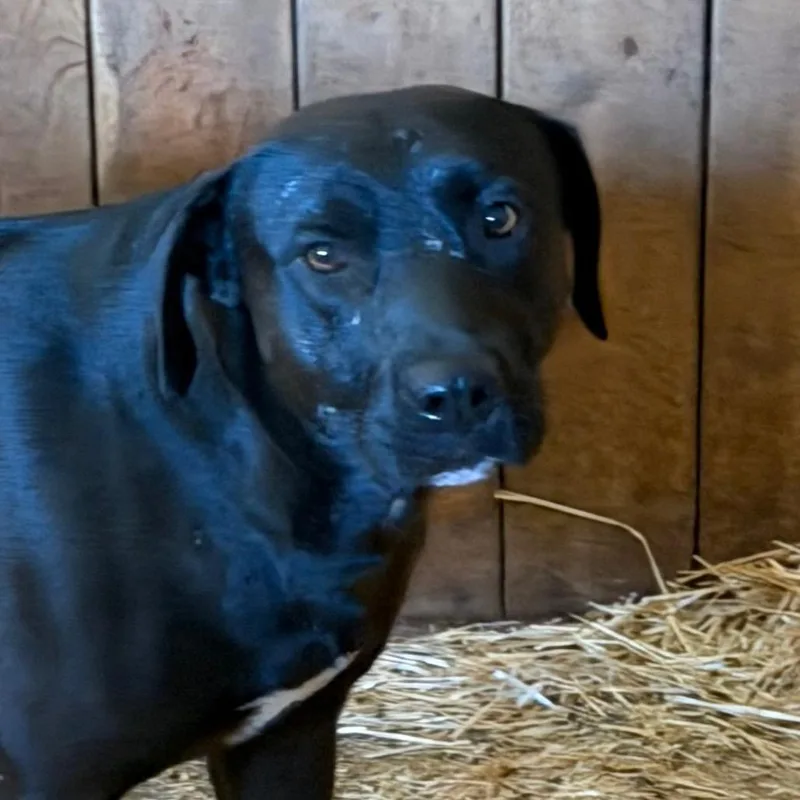 An adult large-sized male Black Labrador Retriever dog named Trouble for adoption in Ennis, TX