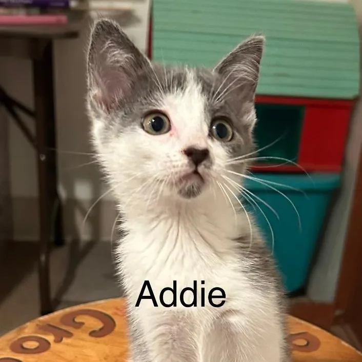 A young small-sized female Gray & White Domestic Short Hair cat named Addie for adoption in Gresham, WI