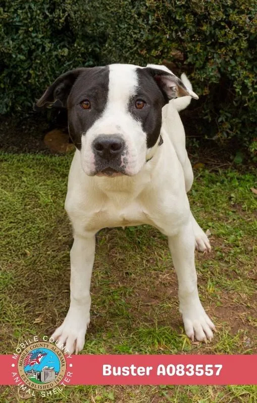 An adult medium-sized male White / Cream Labrador Retriever dog named Buster for adoption in Mobile, AL