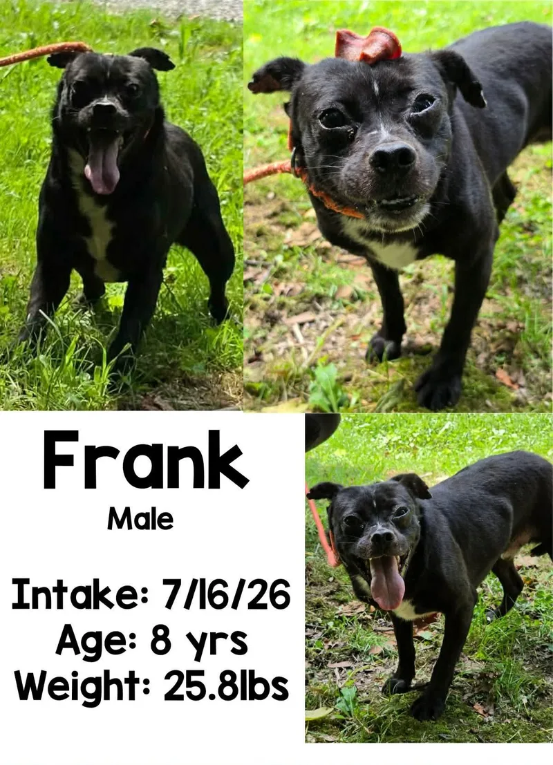 An adult small-sized male Black Pug dog named Frank for adoption in Staffordsville, KY