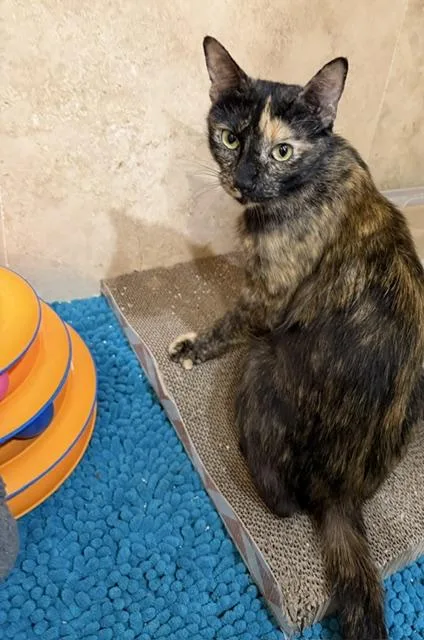 A young medium-sized female Tortoiseshell Domestic Short Hair cat named Myrtle for adoption in Houston, TX