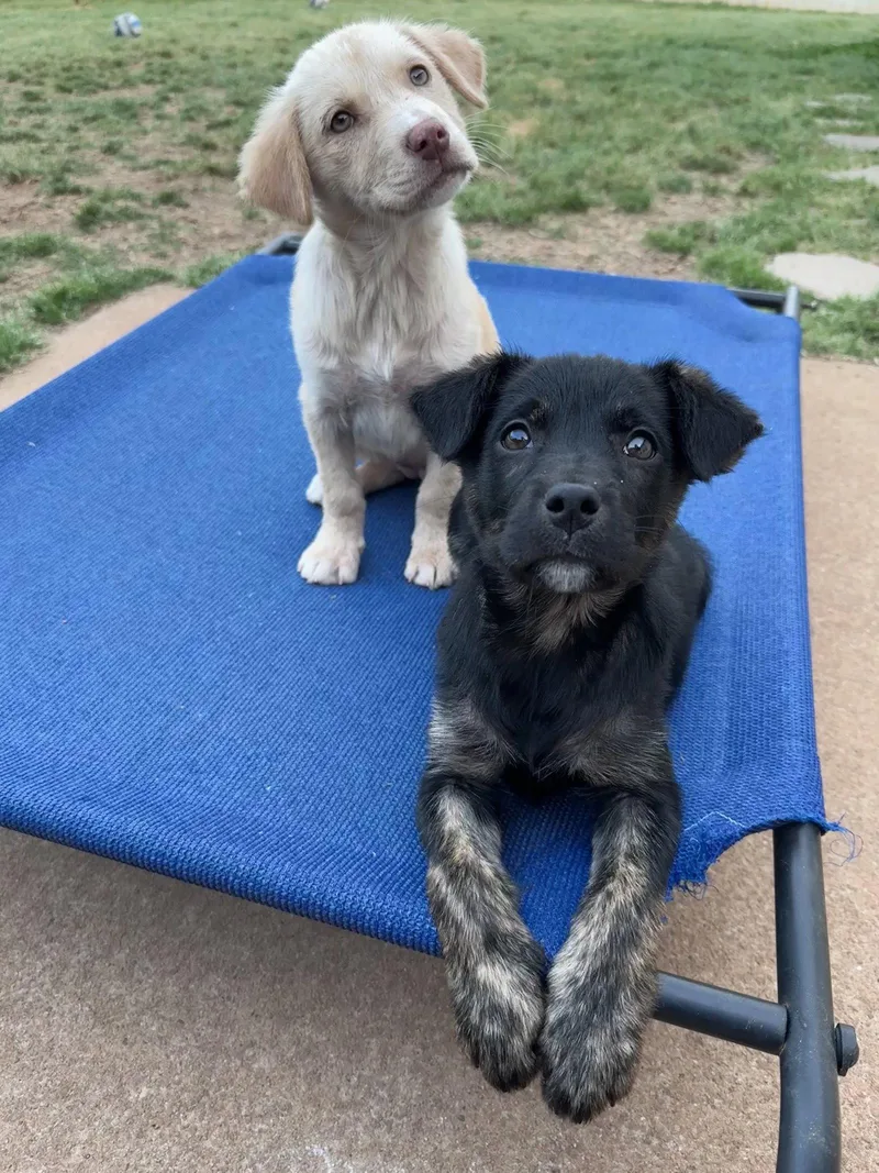 A young medium-sized female Retriever dog named Jianna for adoption in Greenville, SC