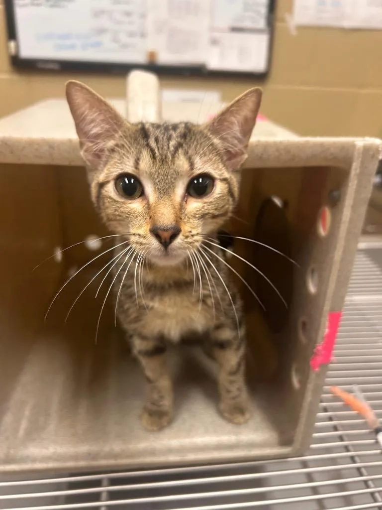 A baby small-sized male Domestic Short Hair cat named Paris for adoption in Douglasville, GA