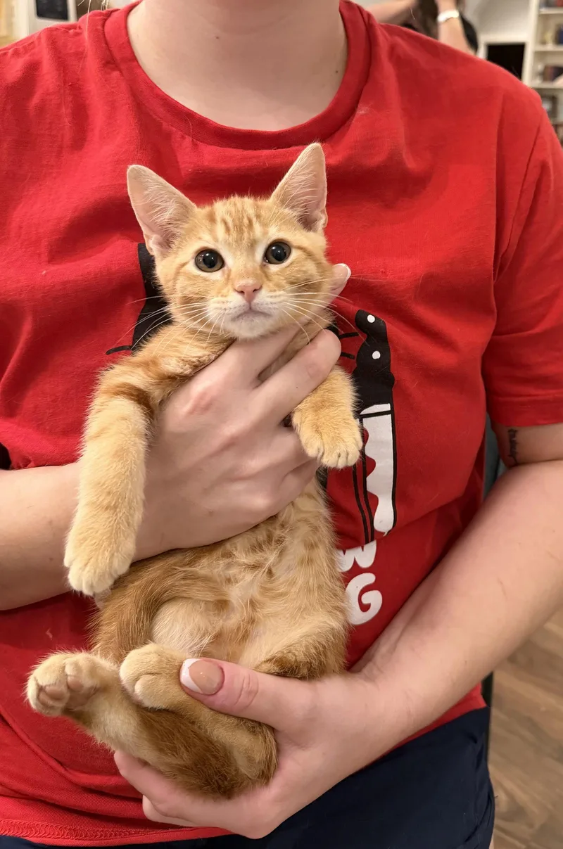 A young medium-sized male Orange / Red Domestic Short Hair cat named Cardinal for adoption in Camden, SC