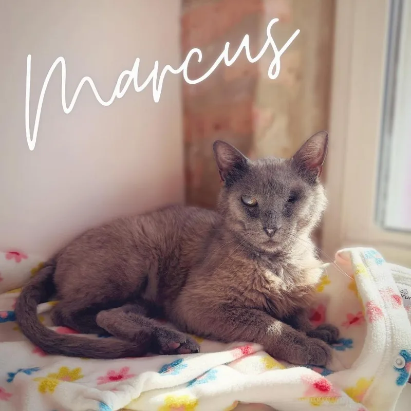 A senior medium-sized male Gray / Blue / Silver Domestic Short Hair cat named Marcus for adoption in Forest Park, IL