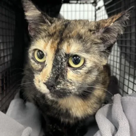 An adult medium-sized female Domestic Short Hair cat named Maggie for adoption in Los Angeles, CA