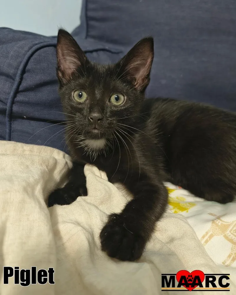 A baby medium-sized female Domestic Short Hair cat named Piglet for adoption in Maryville, TN