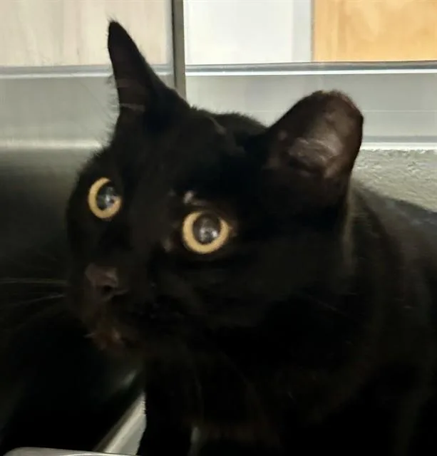 An adult small-sized male Domestic Short Hair cat named Carmichael for adoption in Colorado Springs, CO