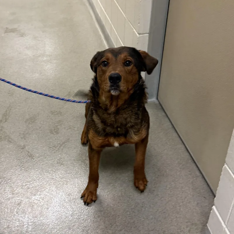 An adult medium-sized male Shepherd dog named Doc for adoption in Kearney, NE