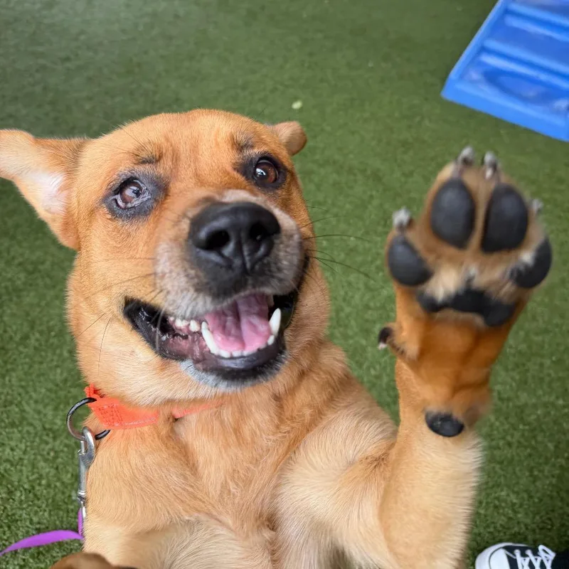 A young medium-sized male Brown / Chocolate Mixed Breed dog named Nimbus for adoption in West Palm Beach, FL