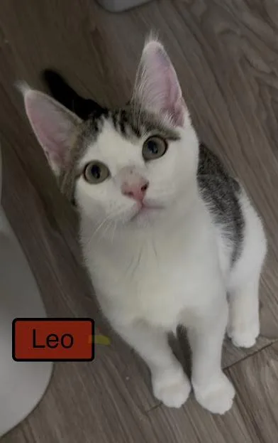 A baby small-sized male White Domestic Short Hair cat named Leo for adoption in Kansas City, MO