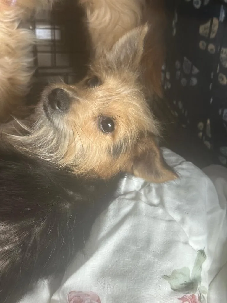 Winston