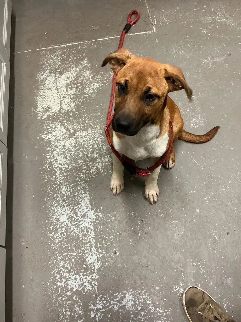 A baby medium-sized female Pit Bull Terrier dog named Gemma for adoption in Dyersburg, TN