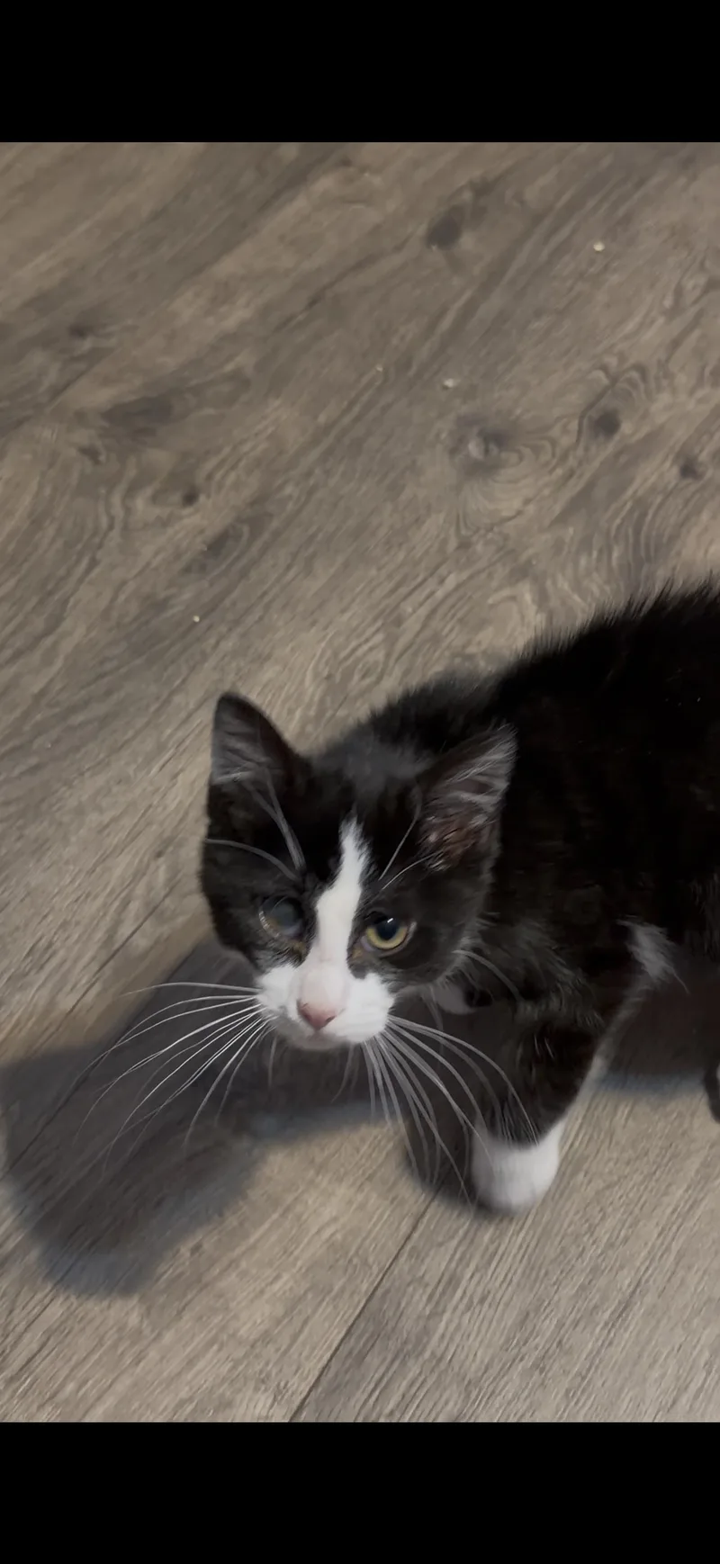 A baby medium-sized male Black & White / Tuxedo Domestic Short Hair cat named Mickey for adoption in Stewartsville, NJ