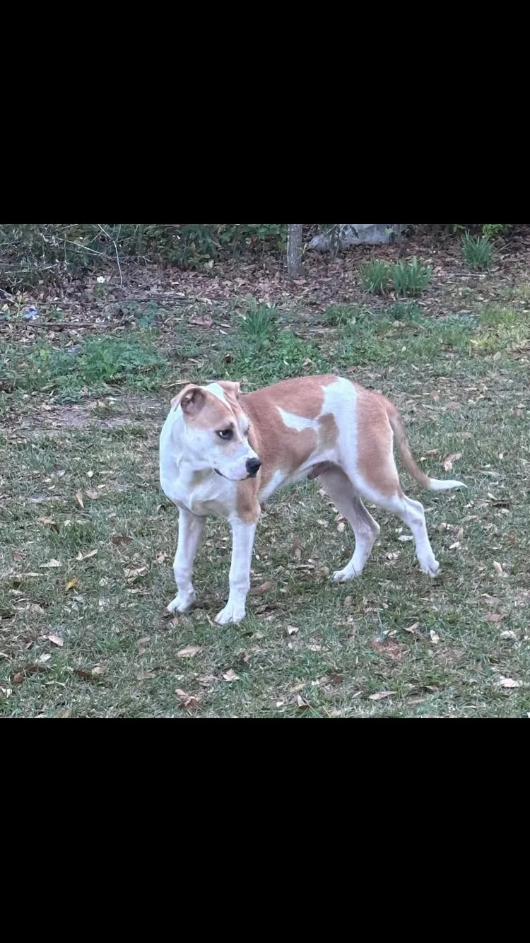 A young large-sized male Foxhound dog named Kenny for adoption in North Augusta, SC