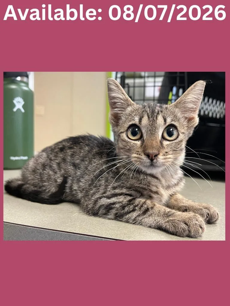A baby small-sized female Domestic Short Hair cat named Cat Condo for adoption in Greenville, TX