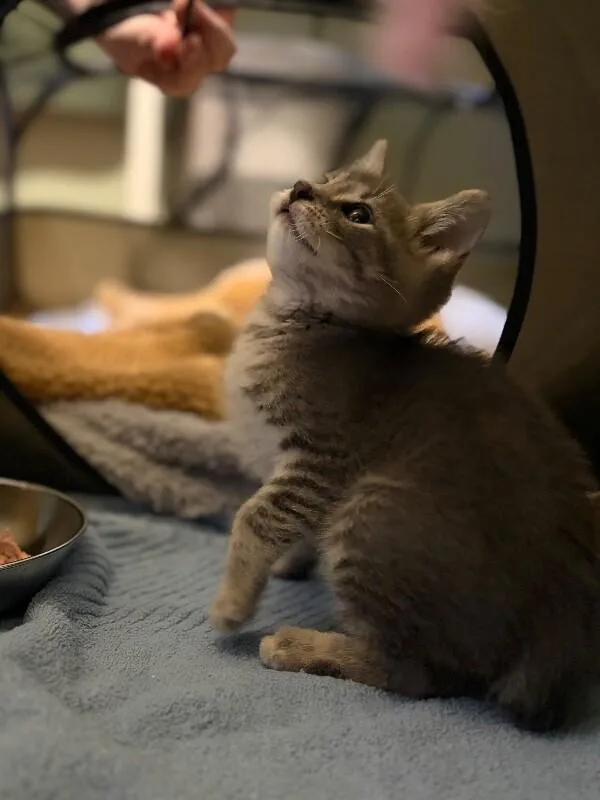 A young medium-sized male Gray / Blue / Silver Domestic Short Hair cat named Shrubs for adoption in Cincinnati, OH