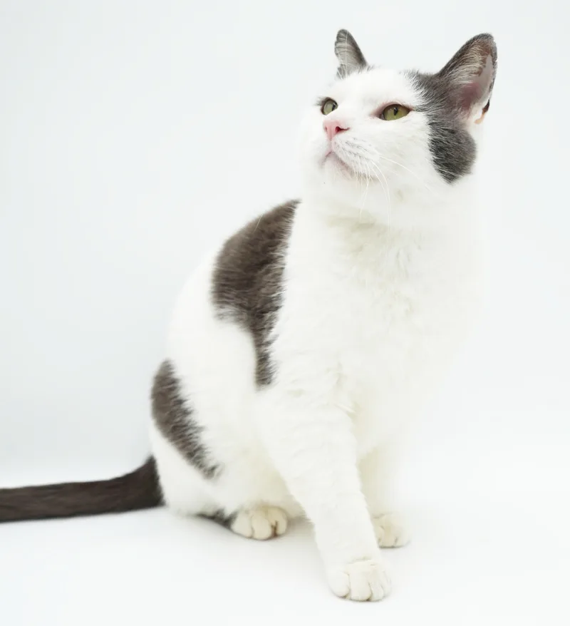 An adult large-sized male Turkish Van cat named Sampson is the KING for adoption in Bedford Hills, NY