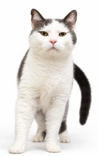 Sampson is the KING thumbnail 4