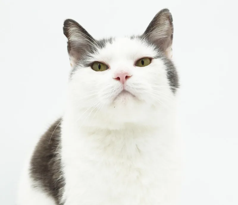 Sampson is the KING thumbnail 6
