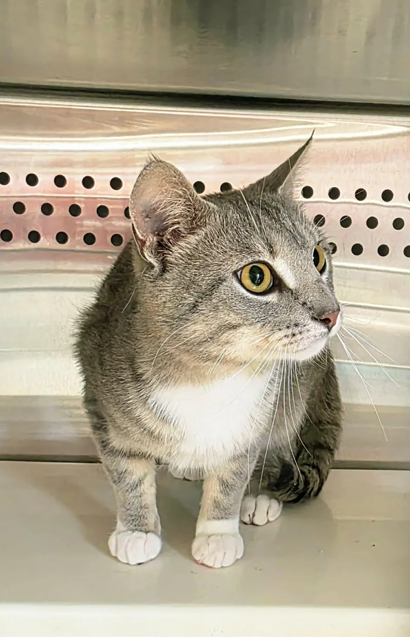 Tom