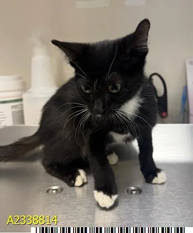 A baby small-sized female Domestic Short Hair cat named Mazie for adoption in West Palm Beach, FL