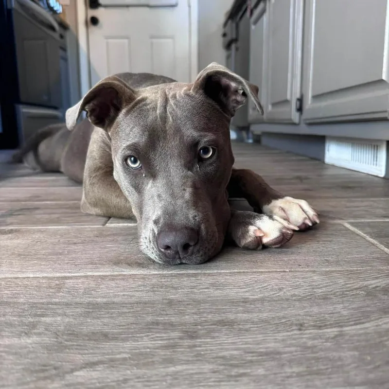A young medium-sized female Pit Bull Terrier dog named Blue for adoption in Tulsa, OK