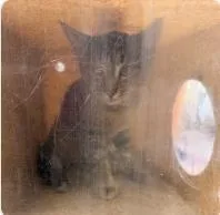 A baby medium-sized male Domestic Short Hair cat named Runway for adoption in West Chester, PA