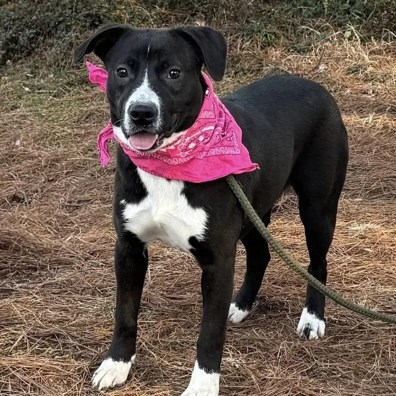 A young medium-sized female Black Mixed Breed dog named Nadine for adoption in Columbia, SC