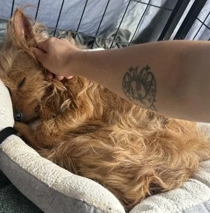 An adult small-sized female Yellow / Tan / Blond / Fawn Terrier dog named Penelope for adoption in Kansas City, MO