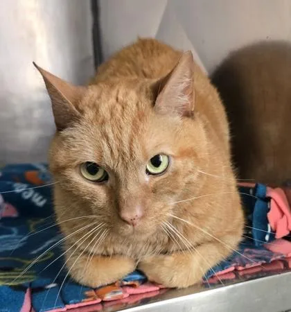An adult medium-sized male Domestic Short Hair cat named Draco for adoption in Bedford, IN