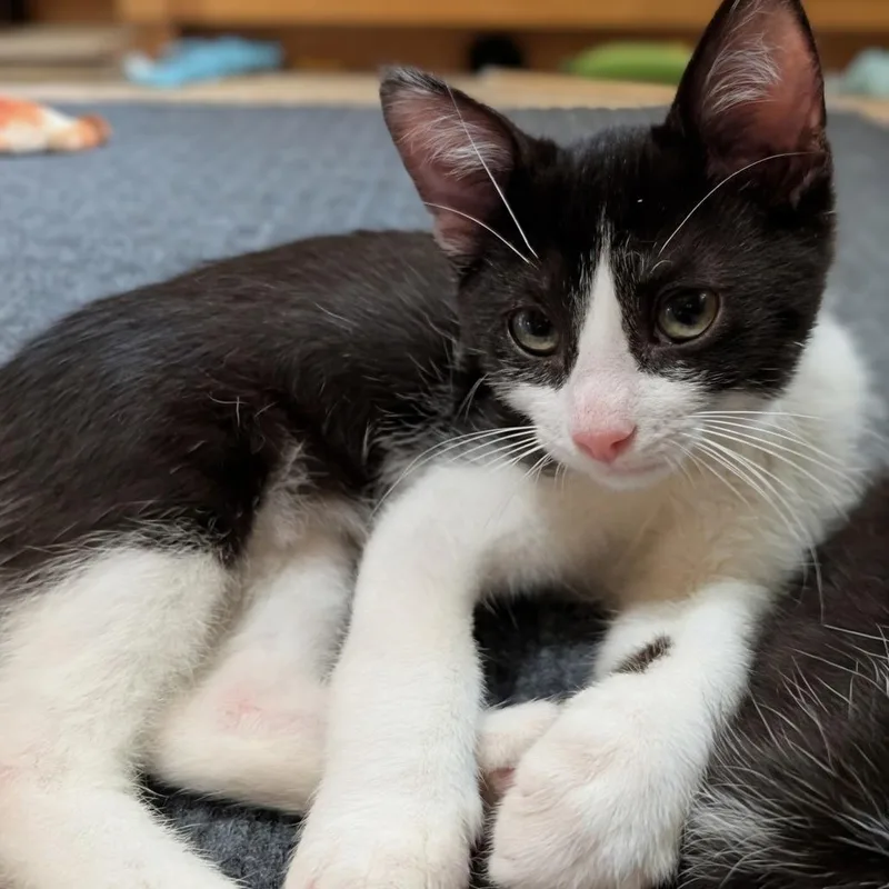 A baby small-sized male Black Domestic Short Hair cat named PingPong for adoption in Milan, IL