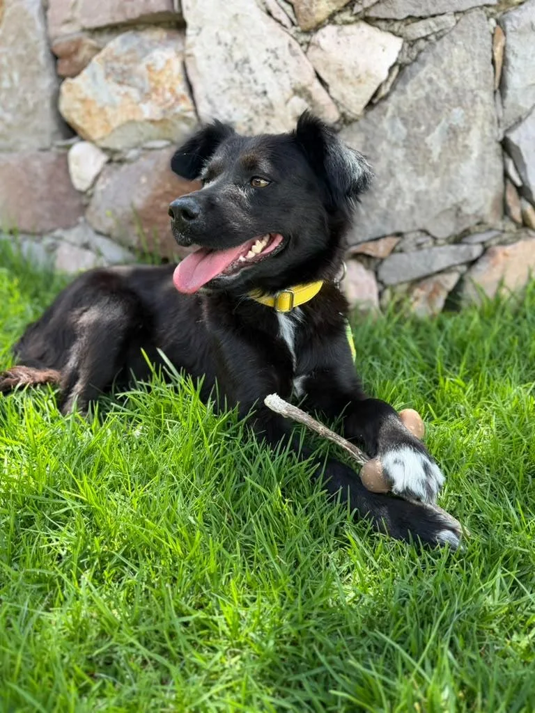 A young medium-sized female Black Border Collie dog named Paulina for adoption in Austin, TX