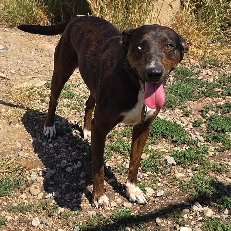 An adult medium-sized male Brown / Chocolate Mixed Breed dog named Sky for adoption in Park City, UT
