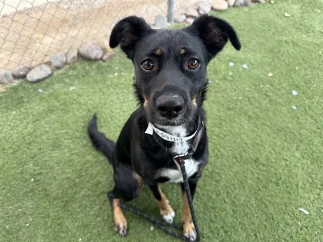 An adult large-sized female Australian Cattle Dog / Blue Heeler dog named Coffee for adoption in Phoenix, AZ