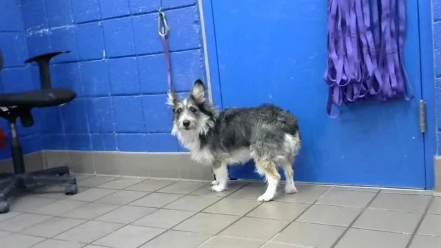 An adult medium-sized male Fox Terrier dog named July for adoption in Albuquerque, NM