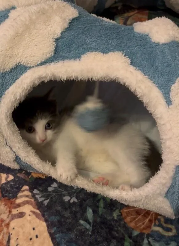 A young medium-sized female Domestic Long Hair cat named Jolene for adoption in North Babylon, NY