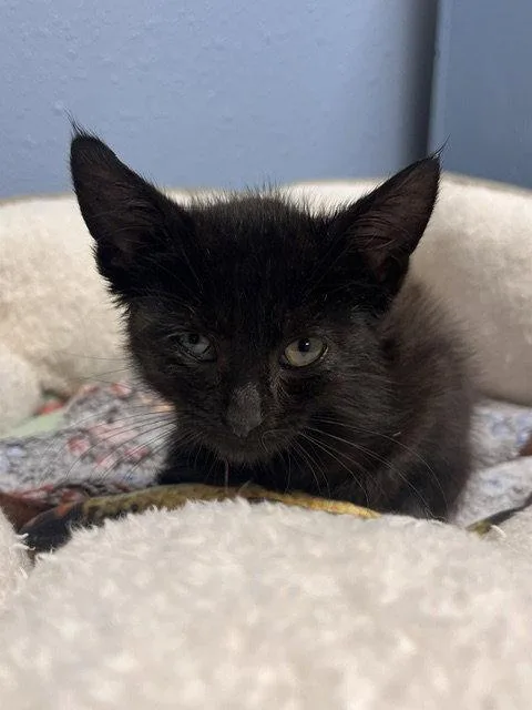 A baby small-sized female Black Domestic Short Hair cat named Joanne for adoption in Webster, WI